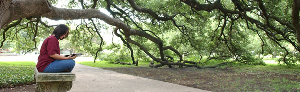 Century oak